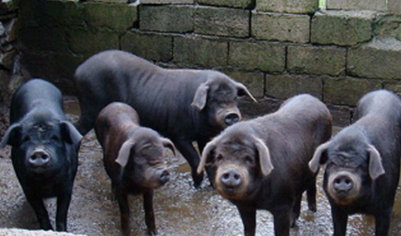 乌金猪的养殖技术与养殖效益介绍