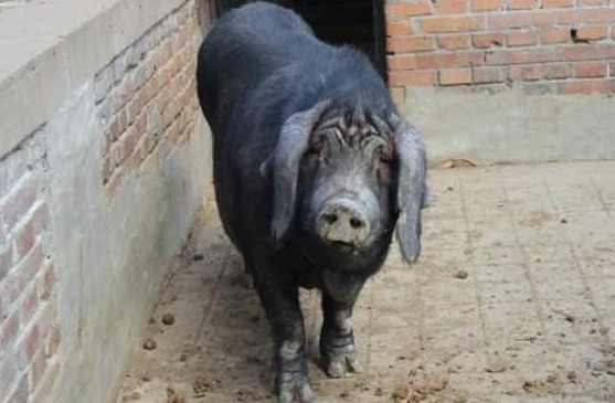 马身猪养殖技术视频