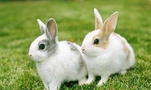 [科技苑]养兔能人黄同敏的兔业梦