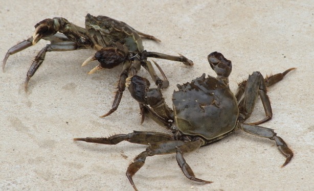 [科技苑]陈长荣养殖螃蟹的新方法：螃蟹“过坎”记
