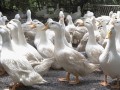 秋冬季节养鸭怎样做好鸭病的防治