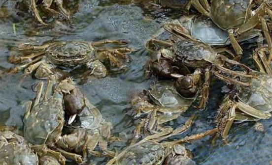 河蟹养殖主要病害防治措施