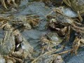 河蟹养殖主要病害防治措施