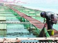 鲟鱼网箱养殖技术
