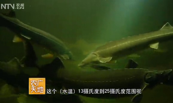 蓝泽桥：生态循环水养鲟鱼技术视频