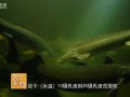 蓝泽桥：生态循环水养鲟鱼技术视频