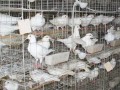 冬季肉鸽养殖该注意哪些问题