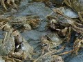 北方室外河蟹养殖越冬暂养技术