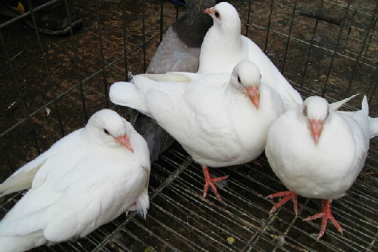 肉鸽养殖新技术 一公二母养鸽法