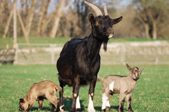黑山羊受胎检查和孕羊管理技术