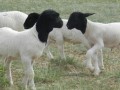 杜泊羊养殖技术视频