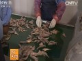 海洋休闲食品鱿鱼丝 小黄鱼及寿司虾的加工制作技术