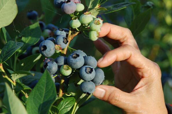高山上种植蓝莓 生态采摘致富农家