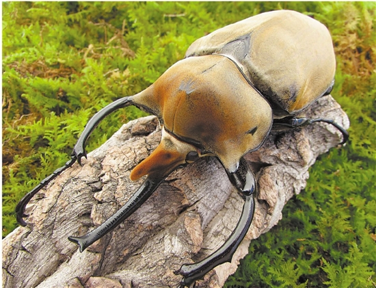 “甲壳虫大王”黄赛靠养殖甲虫成就的创业梦想