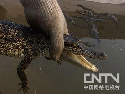 [致富经]江苏陈冬春养殖凶猛的鳄鱼好赚钱