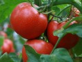 有机肥种大棚西红柿亩产量可达5000公斤