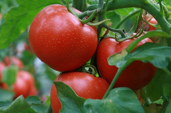 有机肥种大棚西红柿亩产量可达5000公斤
