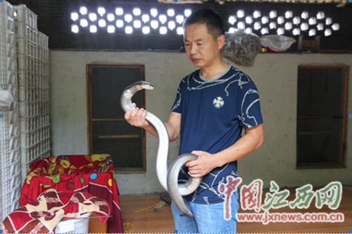 胡志明：返乡创业养蛇来致富