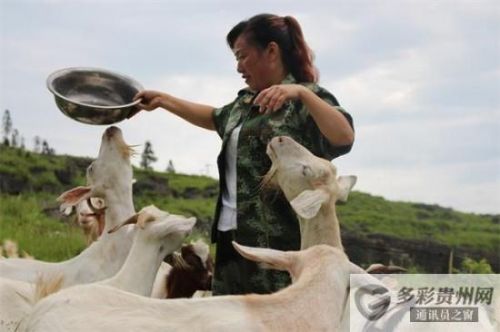 贵州沿河自治县：“羊妈妈”田秀珍养羊创业致富路