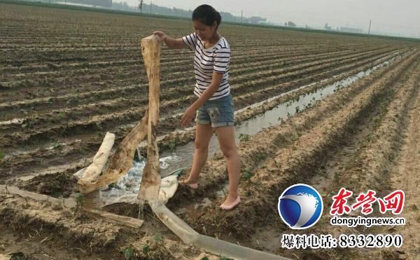 东营女大学生马晨晓创办家庭农场带村民共同致富