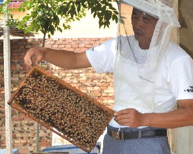 滨州姜竹堂养蜂种枣赚钱两不误