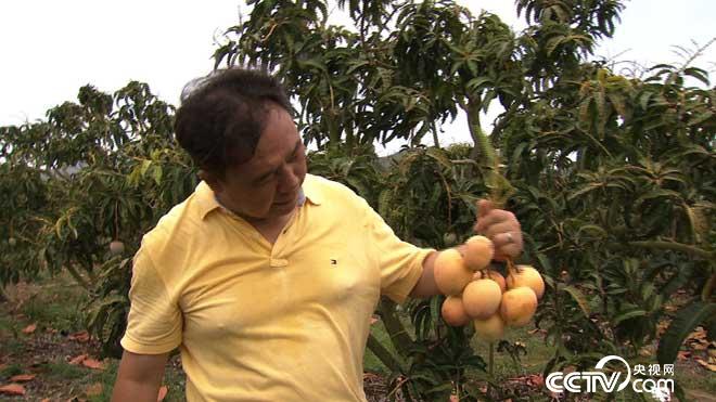 [致富经]海南孙健:赚钱高手失手后的芒果种植传奇