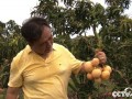 [致富经]海南孙健:赚钱高手失手后的芒果种植传奇