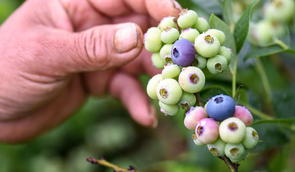 鸭绿江畔“蓝莓村”种植蓝莓种出农民新生活