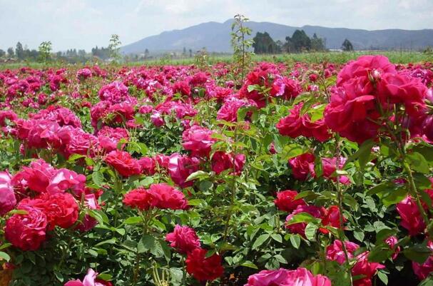 张明忠:花样卖玫瑰每亩纯利润达2000元