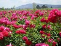 张明忠:花样卖玫瑰每亩纯利润达2000元