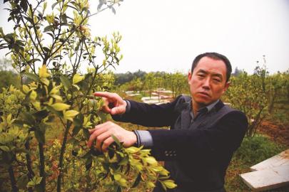 王银：油茶树创新套种 业主农民双赢