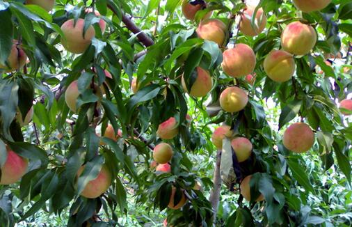 桃树种植有鲜招 错时采摘赢得市场