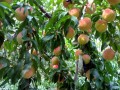 桃树种植有鲜招 错时采摘赢得市场