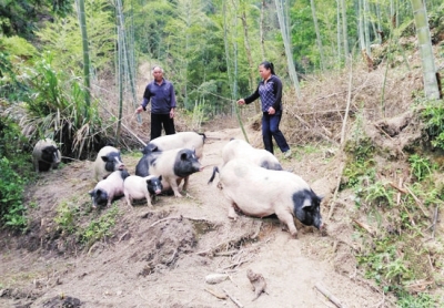江西省上犹县陈泗桥山上放养香猪带村民致富有一套