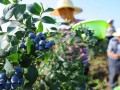 “蓝莓女王”汤宝萍种植蓝莓创业致富路