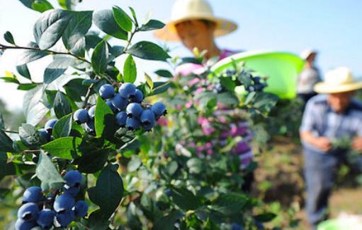 “蓝莓女王”汤宝萍种植蓝莓创业致富路