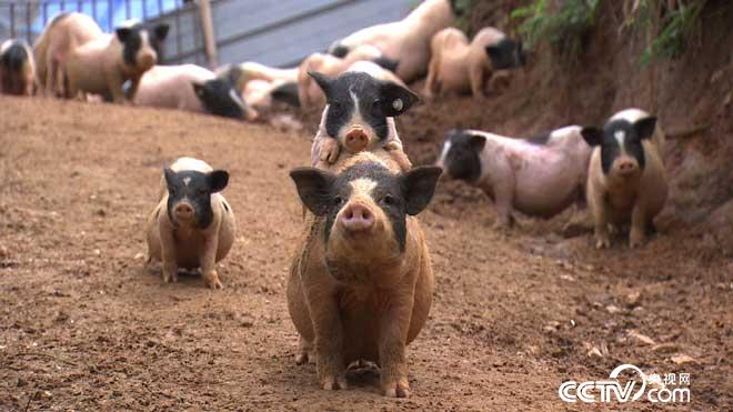 [致富经]聂玲利：巴马香猪养殖创造千万财富