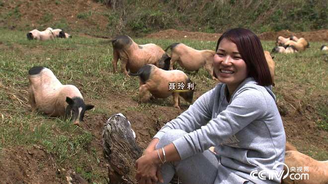 [致富经]聂玲利：巴马香猪养殖创造千万财富