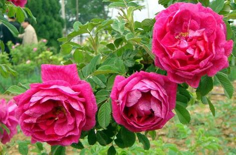 玫瑰花种植催生两个新产业 带动农户增收致富