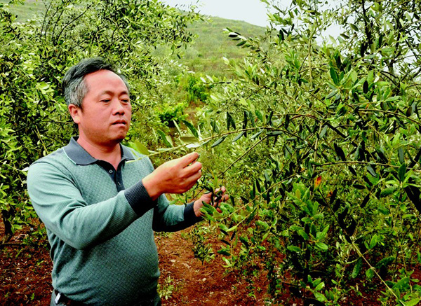 方东：种植橄榄树历经10年如愿种出“致富果”
