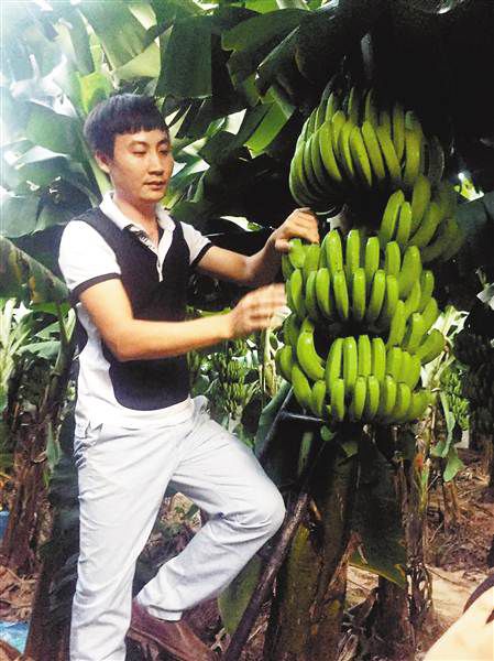 西双版纳“香蕉大王”姜东海种香蕉年销3000多万元