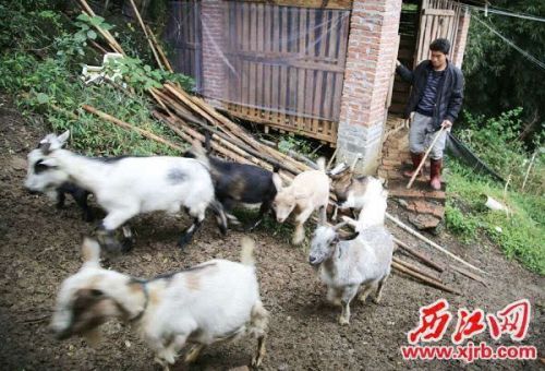 卢子甘:回乡养殖石山羊创业 成村民致富“领头羊”