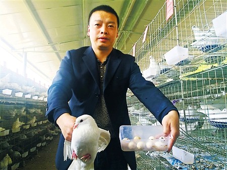 变废为宝：金荞麦秸秆加工饲料养肉鸽助农增收致富