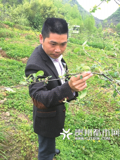 贵州吴龙华在石漠化地区种出甜脆的“水西高原红”苹果