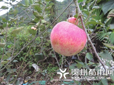 贵州吴龙华在石漠化地区种出甜脆的“水西高原红”苹果