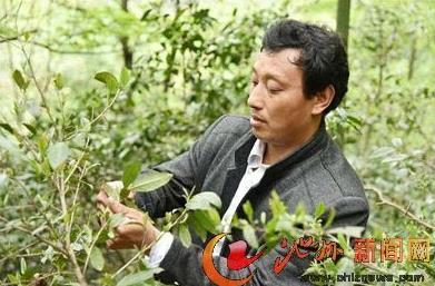 金富安：返乡种茶创业 带领群众致富