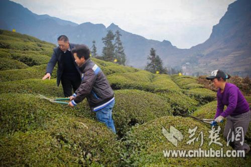 周吉然：生态有机茶叶种植让荒山变茶园铺就致富新路子