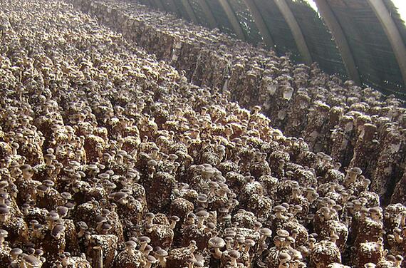 “香菇大王”季中楷：大棚香菇种植的致富之路