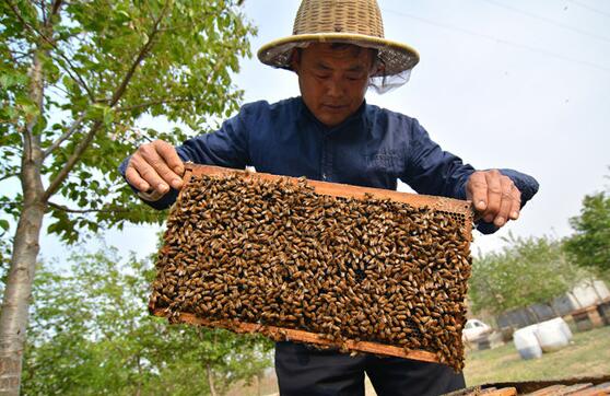 山东职业养蜂人刘加善养蜂年入千万