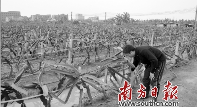 东莞何锦辉:辞职回乡做农民种植火龙果的生态农业致富路